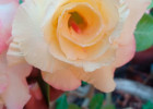 2b8e5bd1ab77adb28a5f6fcf58b3b843513fb422