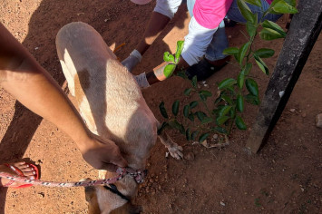 Testagem de Leishmaniose (Calazar) nos cachorros do Município